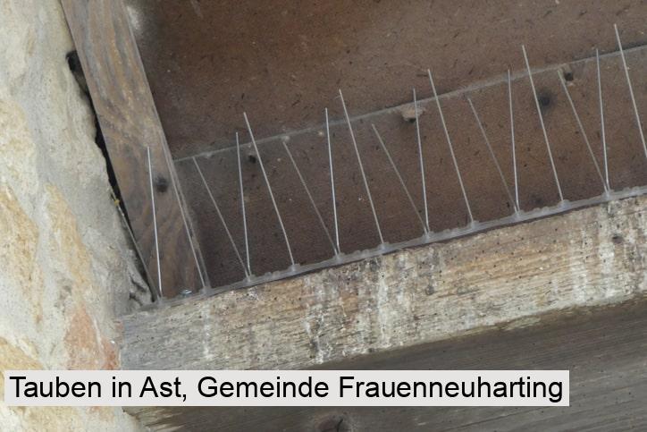 Tauben in Ast, Gemeinde Frauenneuharting